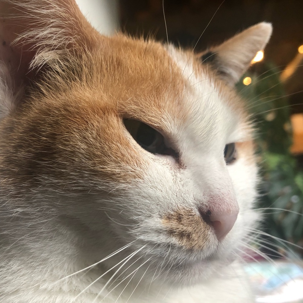 Meet your Posher, Bonnard